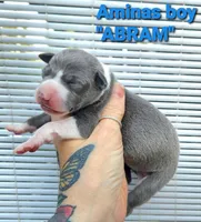 Abram- Pennsylvania , a male Italian Greyhound for sale in Levittown, PA – 1 of 9