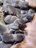 Tucker- Pennsylvania , a male Italian Greyhound for sale in Levittown, PA – 10 of 10