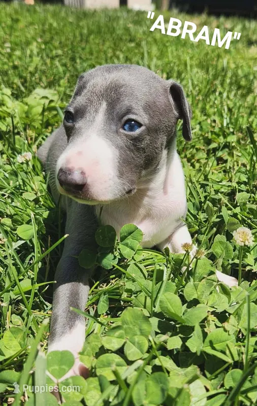 Abram- Pennsylvania  – Italian Greyhound puppy for sale in Levittown, PA