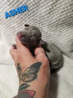 Asher- Pennsylvania , a male Italian Greyhound for sale in Levittown, PA – 3 of 7