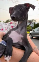 Boomer- Pennsylvania, a male Italian Greyhound for sale in Levittown, PA – 2 of 8