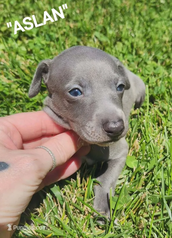 Aslan- Pennsylvania  – Italian Greyhound puppy for sale in Levittown, PA