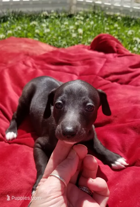 Boomer- Pennsylvania  – Italian Greyhound puppy for sale in Levittown, PA