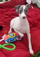 Enoch Pennsylvania , a male Italian Greyhound for sale in Levittown, PA – 3 of 10