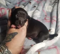 Boomer- Pennsylvania , a male Italian Greyhound for sale in Levittown, PA – 2 of 10