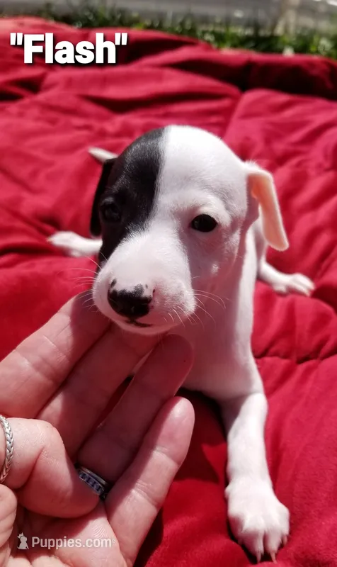 Flash- Pennsylvania  – Italian Greyhound puppy for sale in Levittown, PA