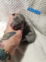 Asher- Pennsylvania , a male Italian Greyhound for sale in Levittown, PA – 2 of 7