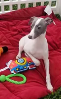Enoch Pennsylvania , a male Italian Greyhound for sale in Levittown, PA – 2 of 10