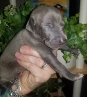 Travis- Pennsylvania , a male Italian Greyhound for sale in Levittown, PA – 10 of 10