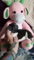 Genesis- Pennsylvania, a female Italian Greyhound for sale in Levittown, PA – 2 of 10