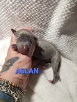 Aslan- Pennsylvania , a male Italian Greyhound for sale in Levittown, PA – 7 of 8