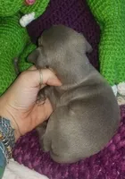 Travis- Pennsylvania , a male Italian Greyhound for sale in Levittown, PA – 7 of 10