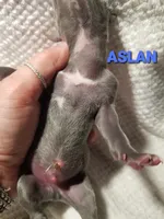 Aslan- Pennsylvania , a male Italian Greyhound for sale in Levittown, PA – 8 of 8