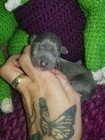 Glory- Pennsylvania , a female Italian Greyhound for sale in Levittown, PA – 3 of 9