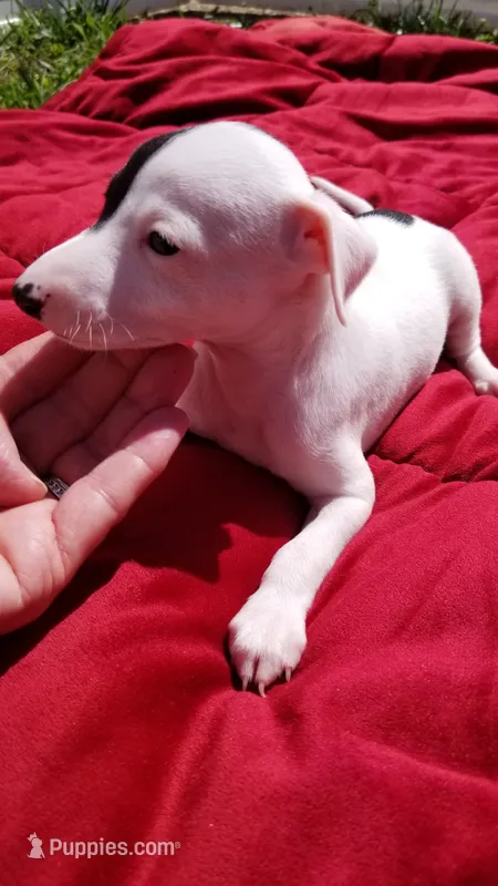 Flash- Pennsylvania  – Italian Greyhound puppy for sale in Levittown, PA