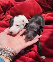 Boomer- Pennsylvania, a male Italian Greyhound for sale in Levittown, PA – 6 of 8