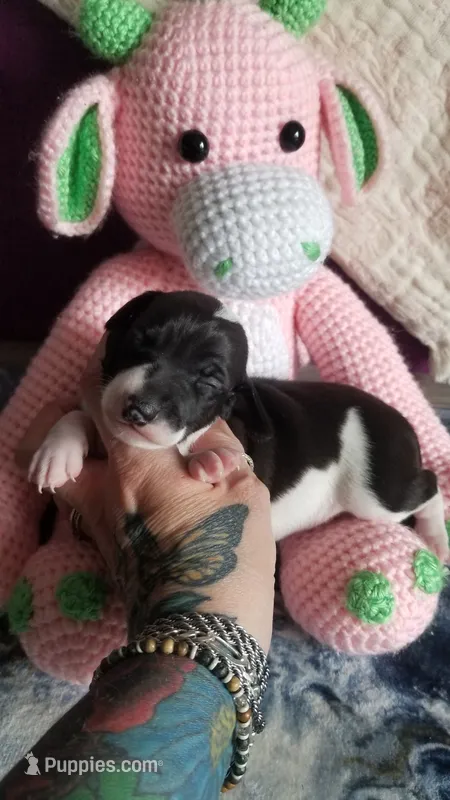 Genesis- Pennsylvania – Italian Greyhound puppy for sale in Levittown, PA