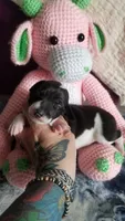 Genesis- Pennsylvania, a female Italian Greyhound for sale in Levittown, PA – 1 of 10