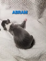 Abram- Pennsylvania , a male Italian Greyhound for sale in Levittown, PA – 6 of 9