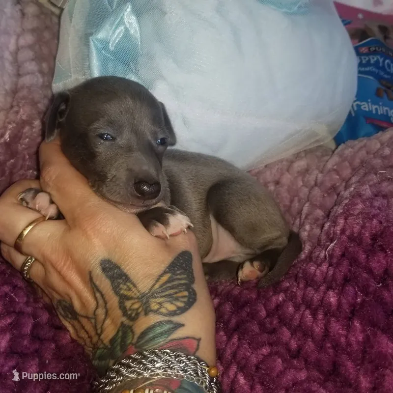 Theo- Pennsylvania  – Italian Greyhound puppy for sale in Levittown, PA
