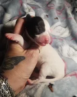 Flash- Pennsylvania , a male Italian Greyhound for sale in Levittown, PA – 6 of 10