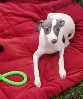 Enoch Pennsylvania , a male Italian Greyhound for sale in Levittown, PA – 6 of 10