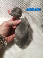 Abram- Pennsylvania , a male Italian Greyhound for sale in Levittown, PA – 7 of 9