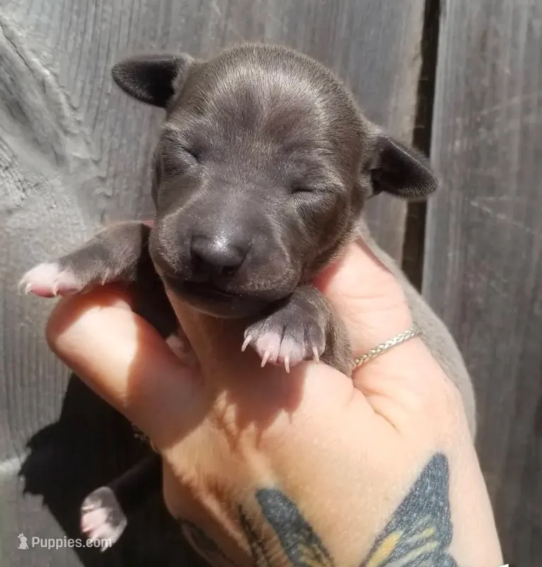Turk- Pennsylvania  – Italian Greyhound puppy for sale in Levittown, PA