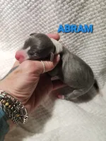 Abram- Pennsylvania , a male Italian Greyhound for sale in Levittown, PA – 4 of 9