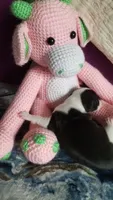 Genesis- Pennsylvania, a female Italian Greyhound for sale in Levittown, PA – 6 of 10