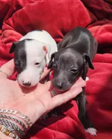 Boomer- Pennsylvania, a male Italian Greyhound for sale in Levittown, PA – 5 of 8