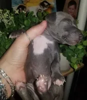 Travis- Pennsylvania , a male Italian Greyhound for sale in Levittown, PA – 9 of 10