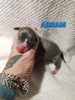 Abram- Pennsylvania , a male Italian Greyhound for sale in Levittown, PA – 9 of 9