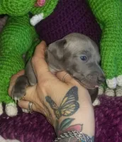 Travis- Pennsylvania , a male Italian Greyhound for sale in Levittown, PA – 6 of 10