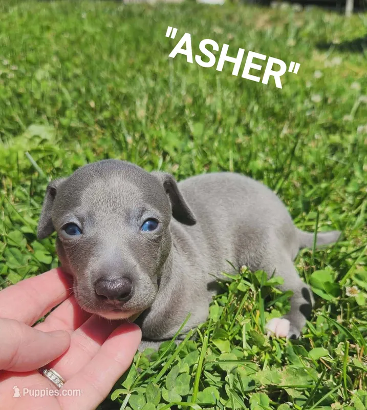 Asher- Pennsylvania  – Italian Greyhound puppy for sale in Levittown, PA
