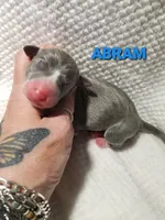 Abram- Pennsylvania , a male Italian Greyhound for sale in Levittown, PA – 5 of 9