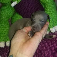 Travis- Pennsylvania , a male Italian Greyhound for sale in Levittown, PA – 5 of 10
