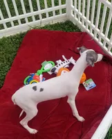 Enoch Pennsylvania , a male Italian Greyhound for sale in Levittown, PA – 8 of 10