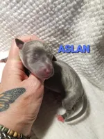 Aslan- Pennsylvania , a male Italian Greyhound for sale in Levittown, PA – 6 of 8