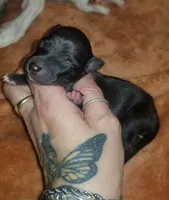 Shiloh- Pennsylvania , a female Italian Greyhound for sale in Levittown, PA – 3 of 5