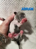 Abram- Pennsylvania , a male Italian Greyhound for sale in Levittown, PA – 8 of 9