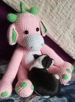 Genesis- Pennsylvania, a female Italian Greyhound for sale in Levittown, PA – 8 of 10
