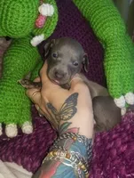 Travis- Pennsylvania , a male Italian Greyhound for sale in Levittown, PA – 4 of 10
