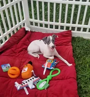 Enoch Pennsylvania , a male Italian Greyhound for sale in Levittown, PA – 9 of 10