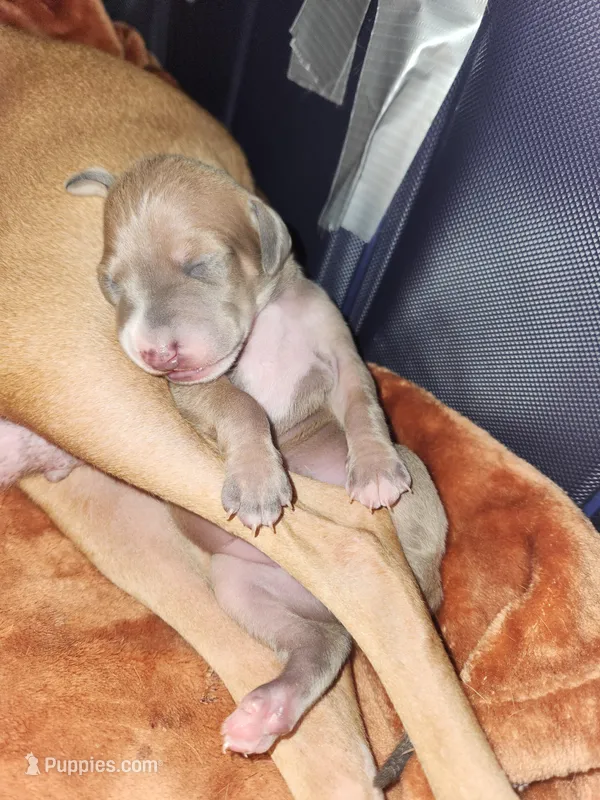 Pennsylvania  – Italian Greyhound puppy on hold in Levittown, PA