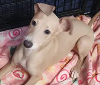 Pennsylvania , a female Italian Greyhound for sale in Levittown, PA – Photo 2 of 2