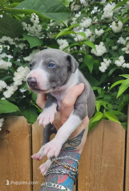 Abram- Pennsylvania  – Italian Greyhound puppy for sale in Levittown, PA
