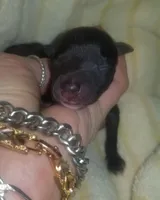 Onyx Pennsylvania , a male Italian Greyhound for sale in Levittown, PA – Photo 5 of 8