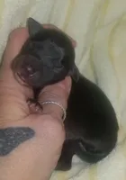 Onyx Pennsylvania , a male Italian Greyhound for sale in Levittown, PA – Photo 4 of 8