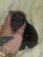 Onyx Pennsylvania , a male Italian Greyhound for sale in Levittown, PA – Photo 2 of 8